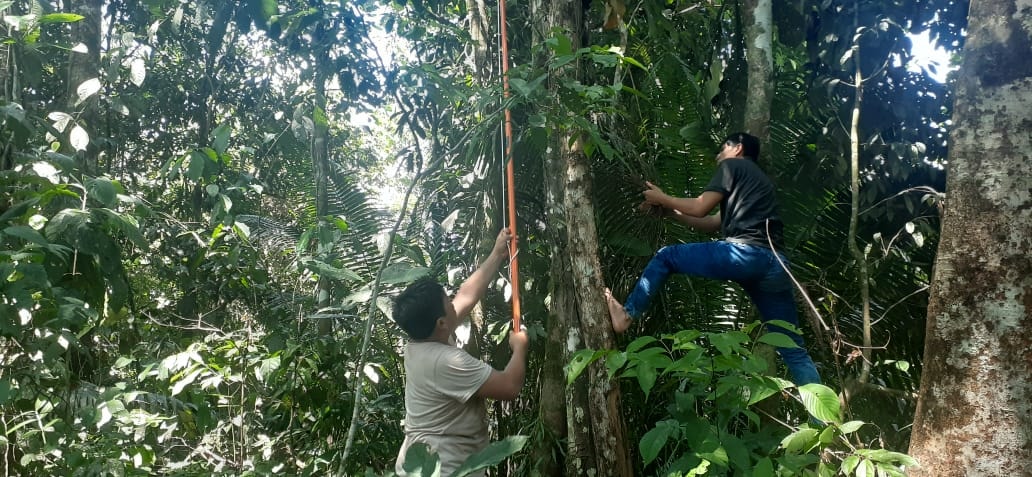 Investigadores midiendo árboles en bosque tropical