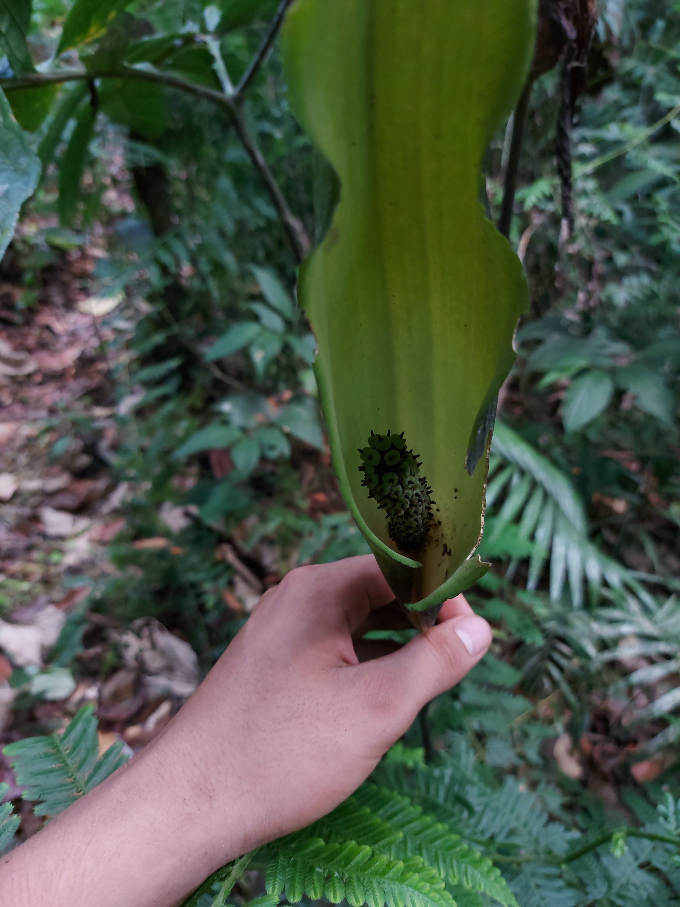 Muestra botánica de planta en bosque amazónico