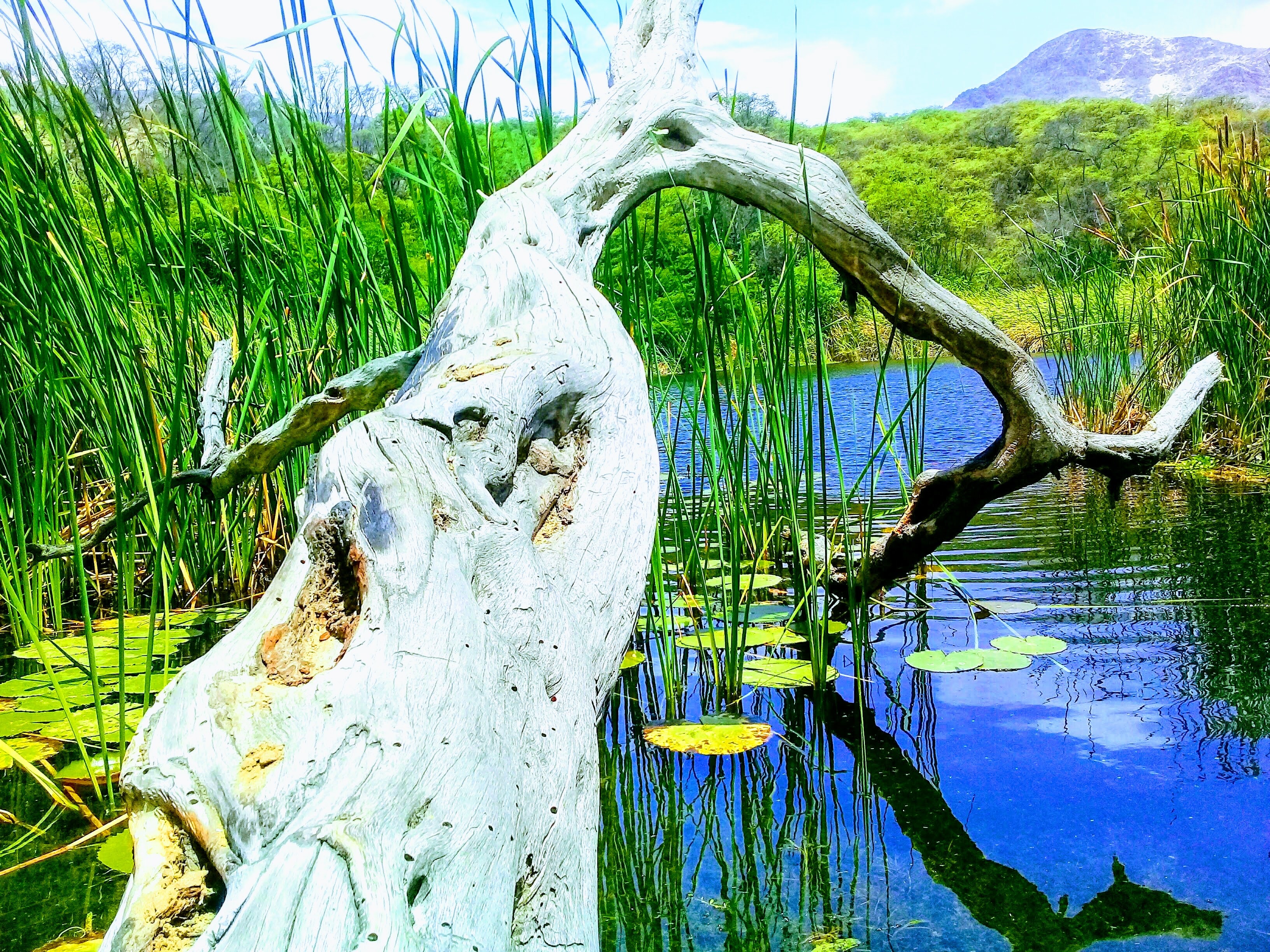 Humedal con tronco en bosque seco