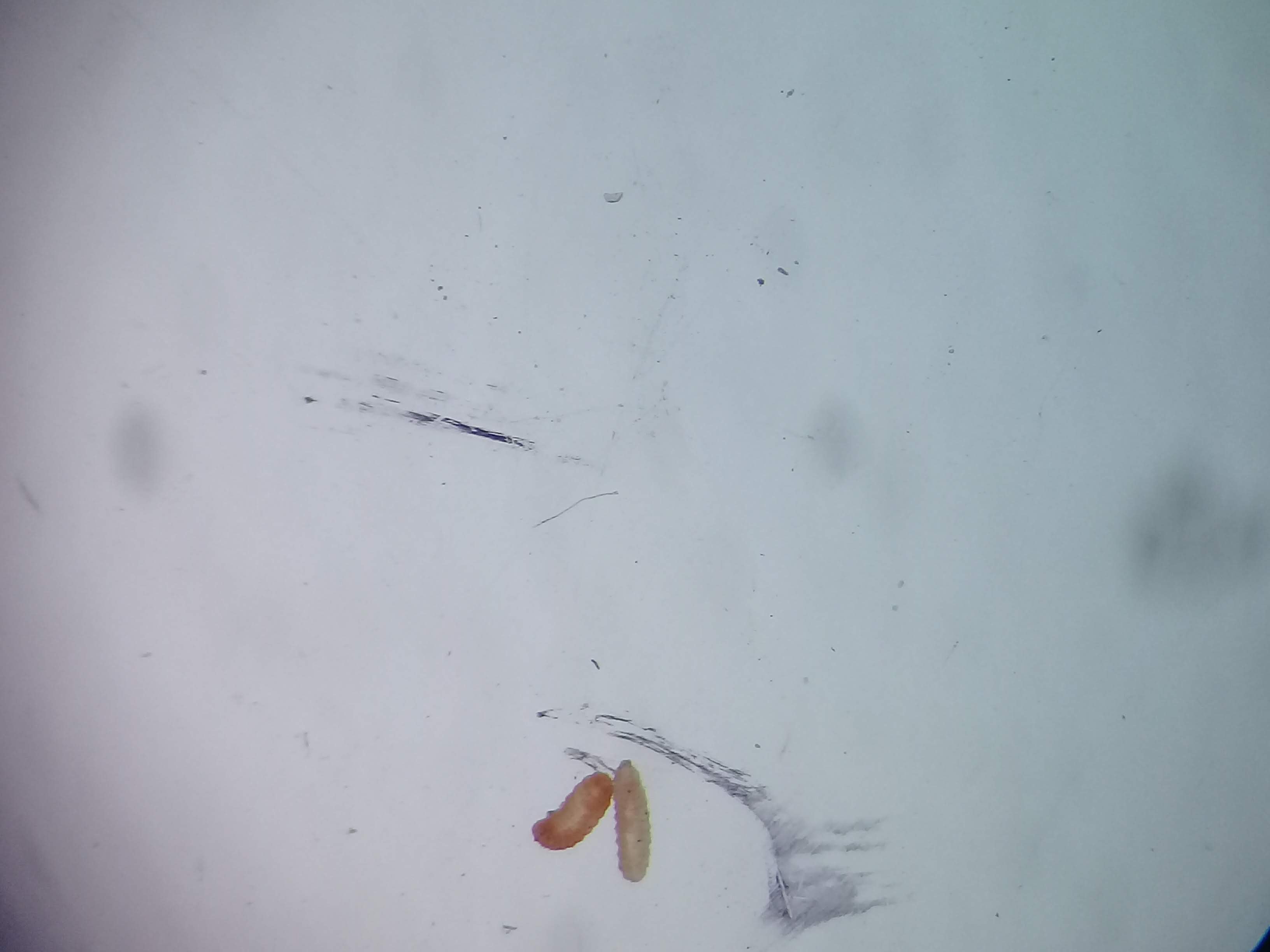 Larvas de Prodiplosis longifilla