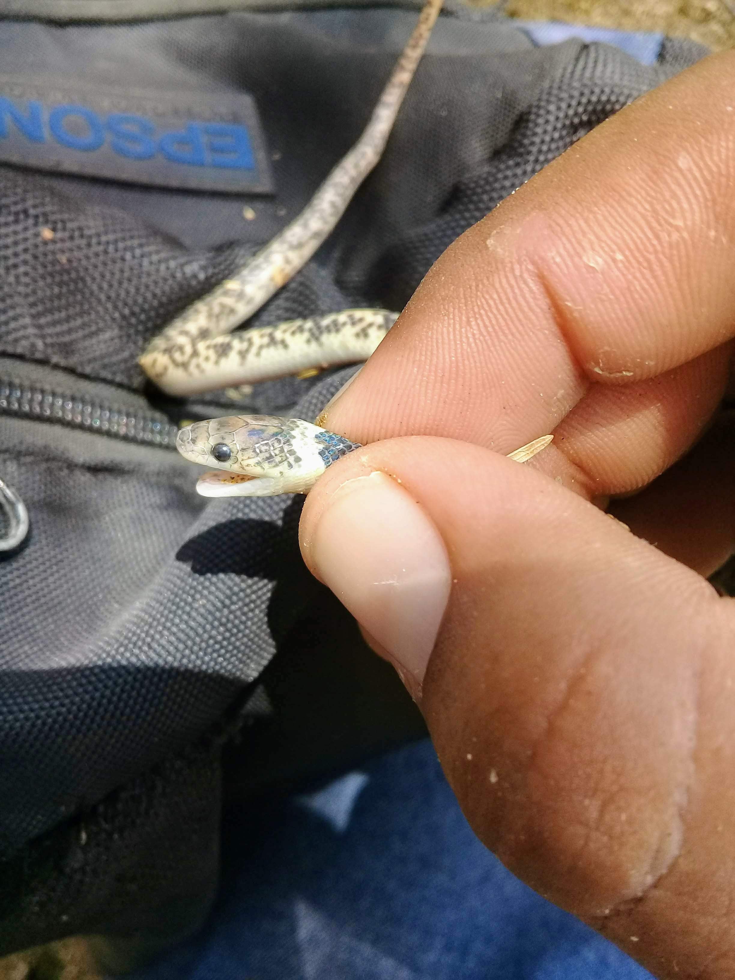 Serpiente de bosque seco