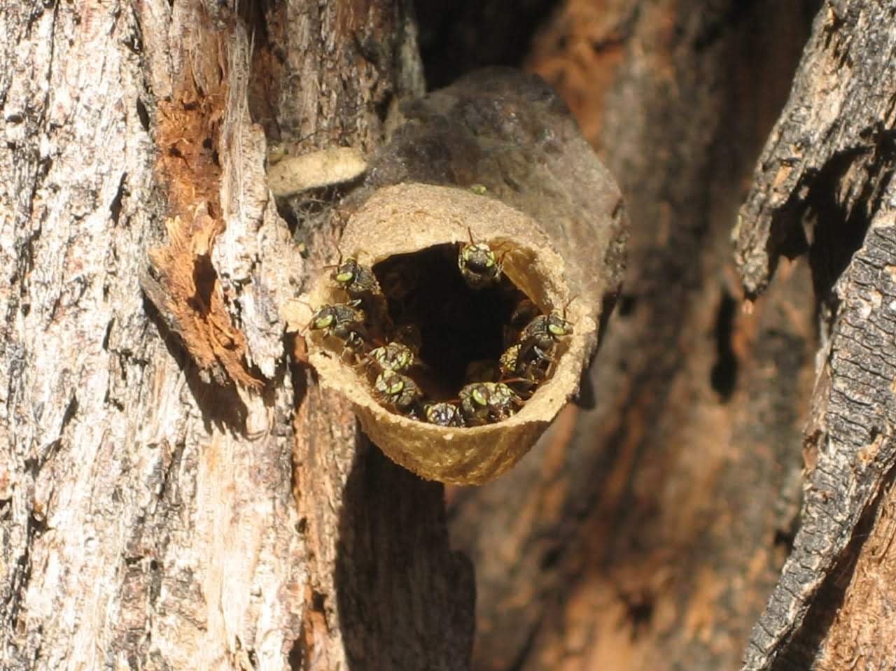 Colmena de abejas nativas en árbol
