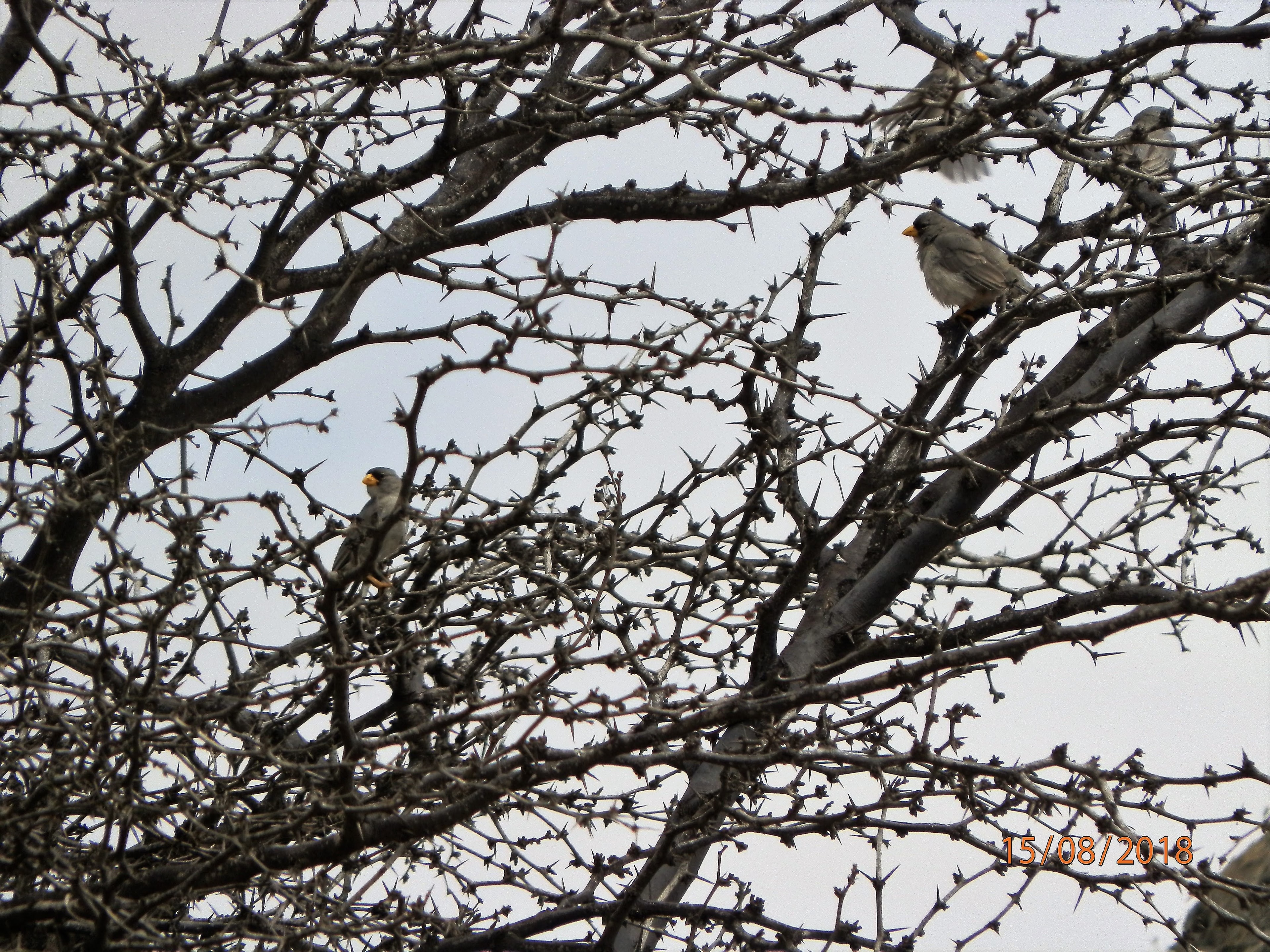 Aves en bosque seco 2018
