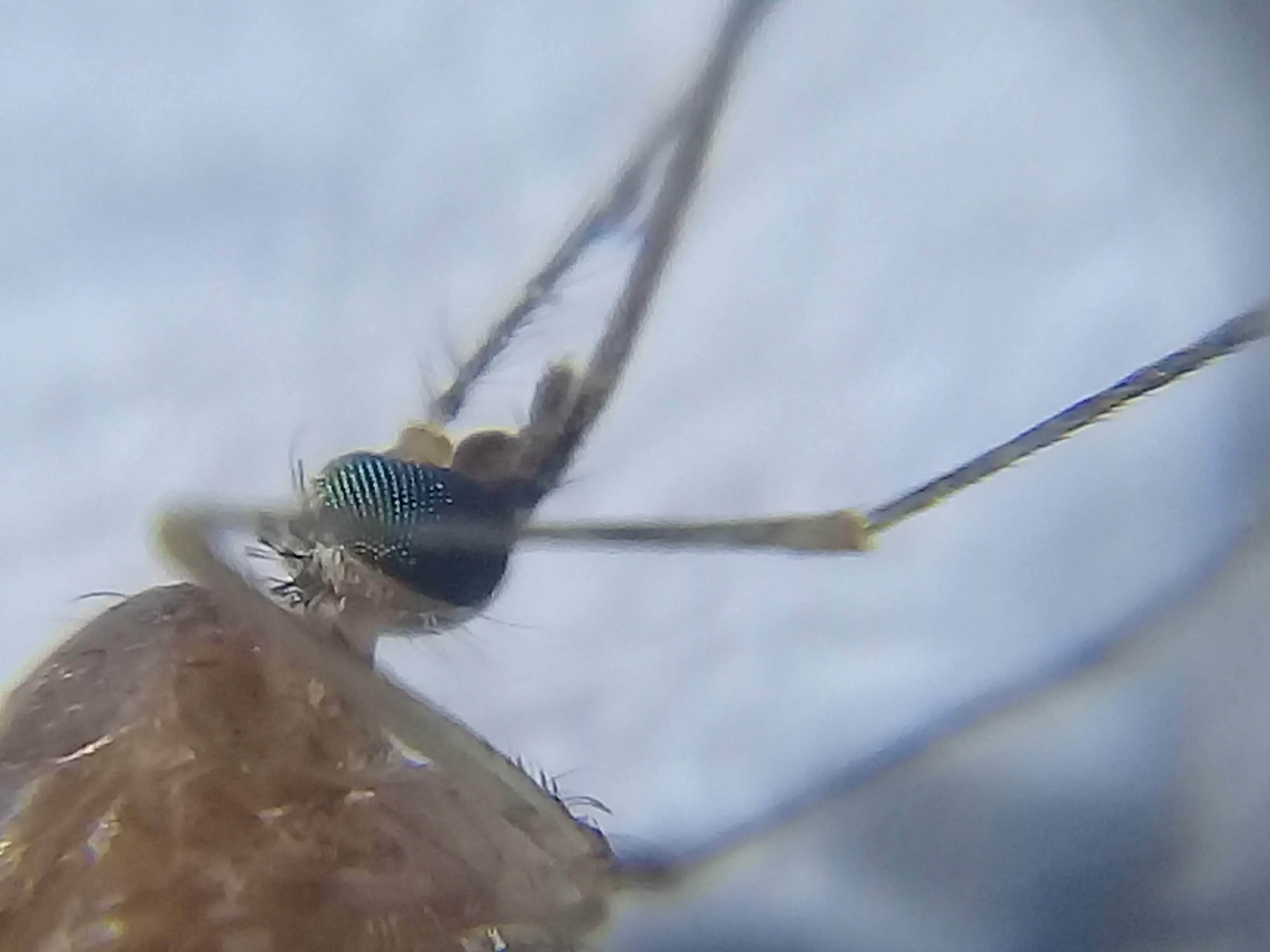 Macrofotografía de insecto