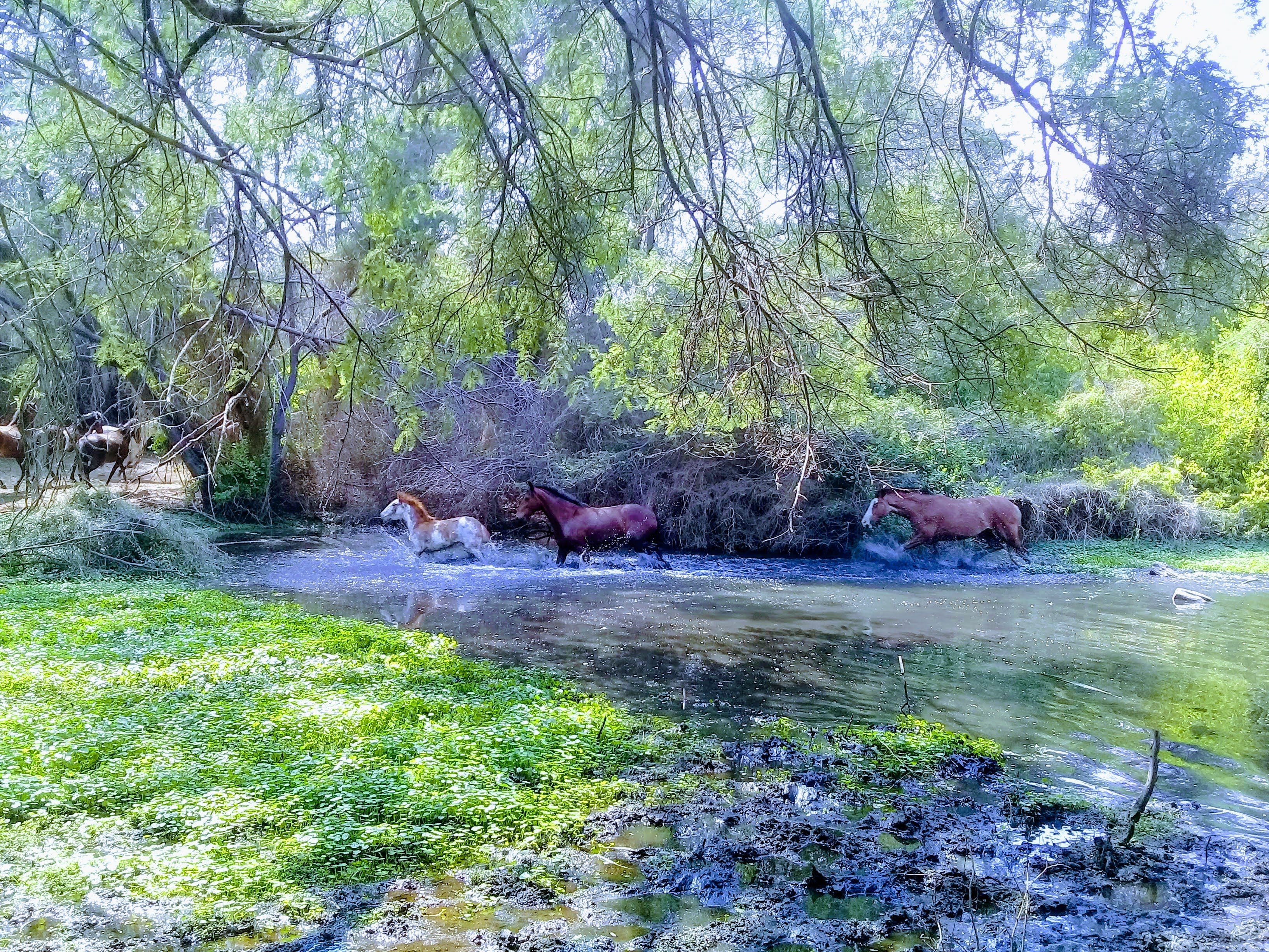 Caballos cruzando río en bosque seco