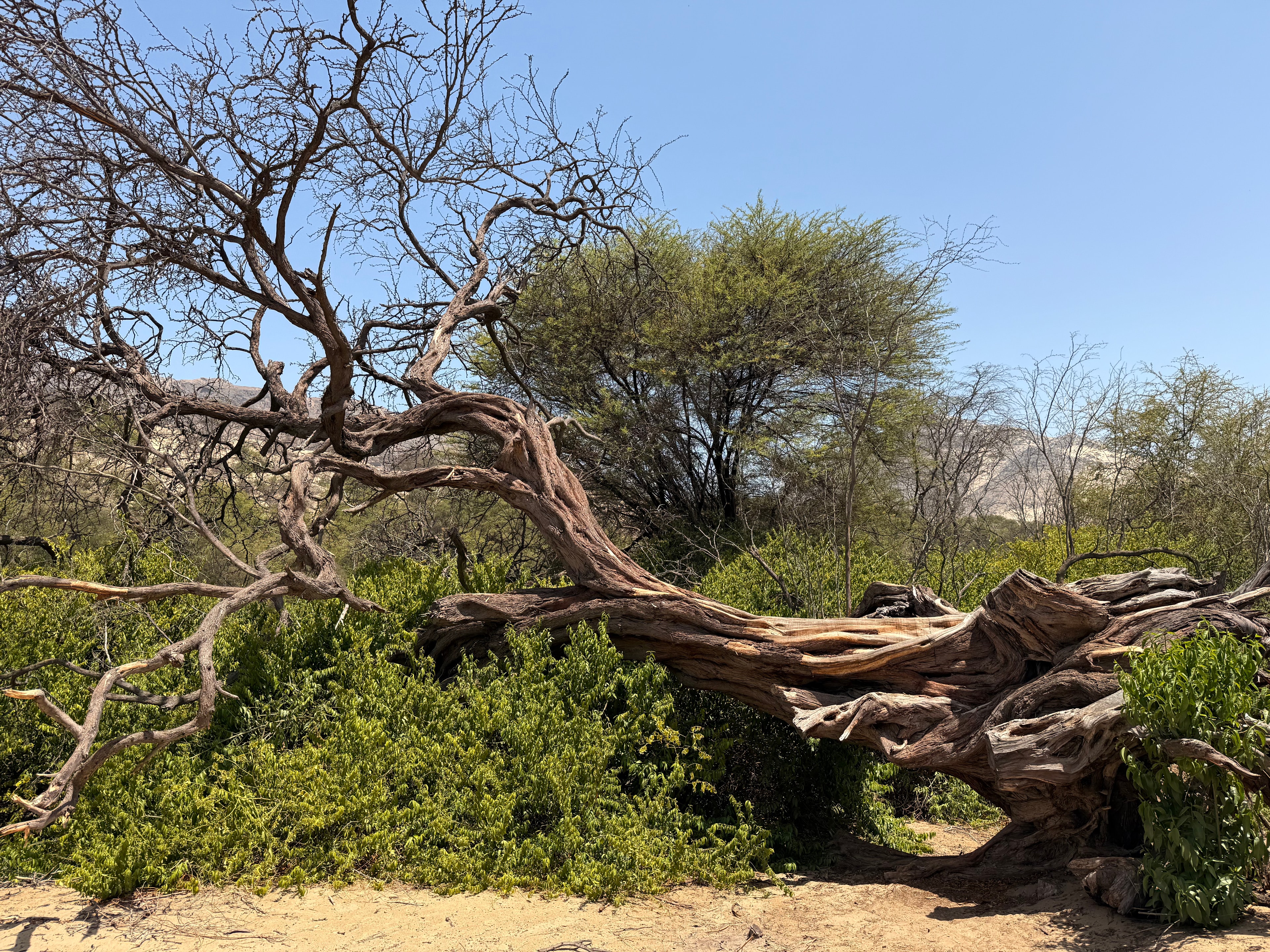 Árbol retorcido en bosque seco