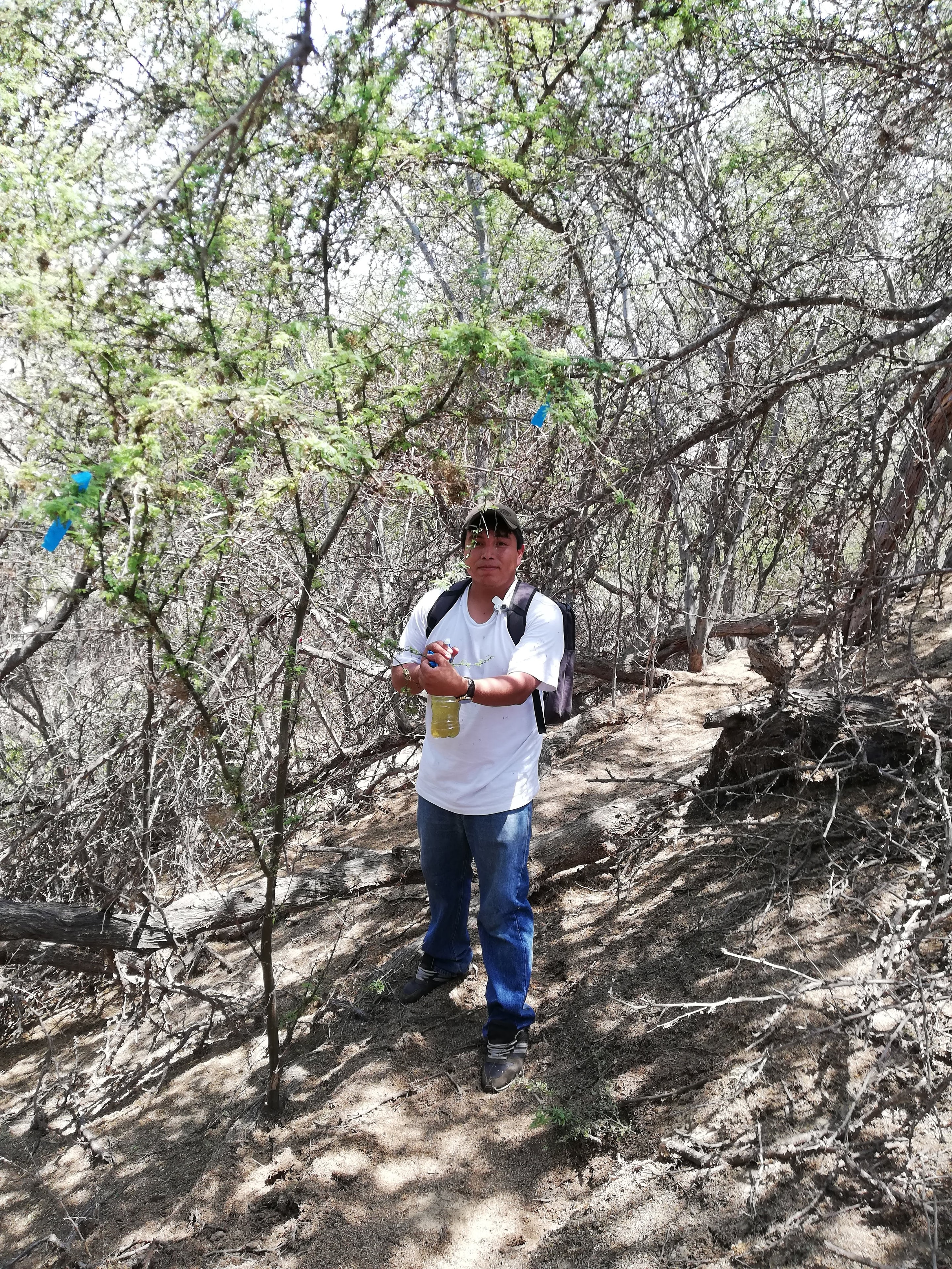 Investigador en bosque seco