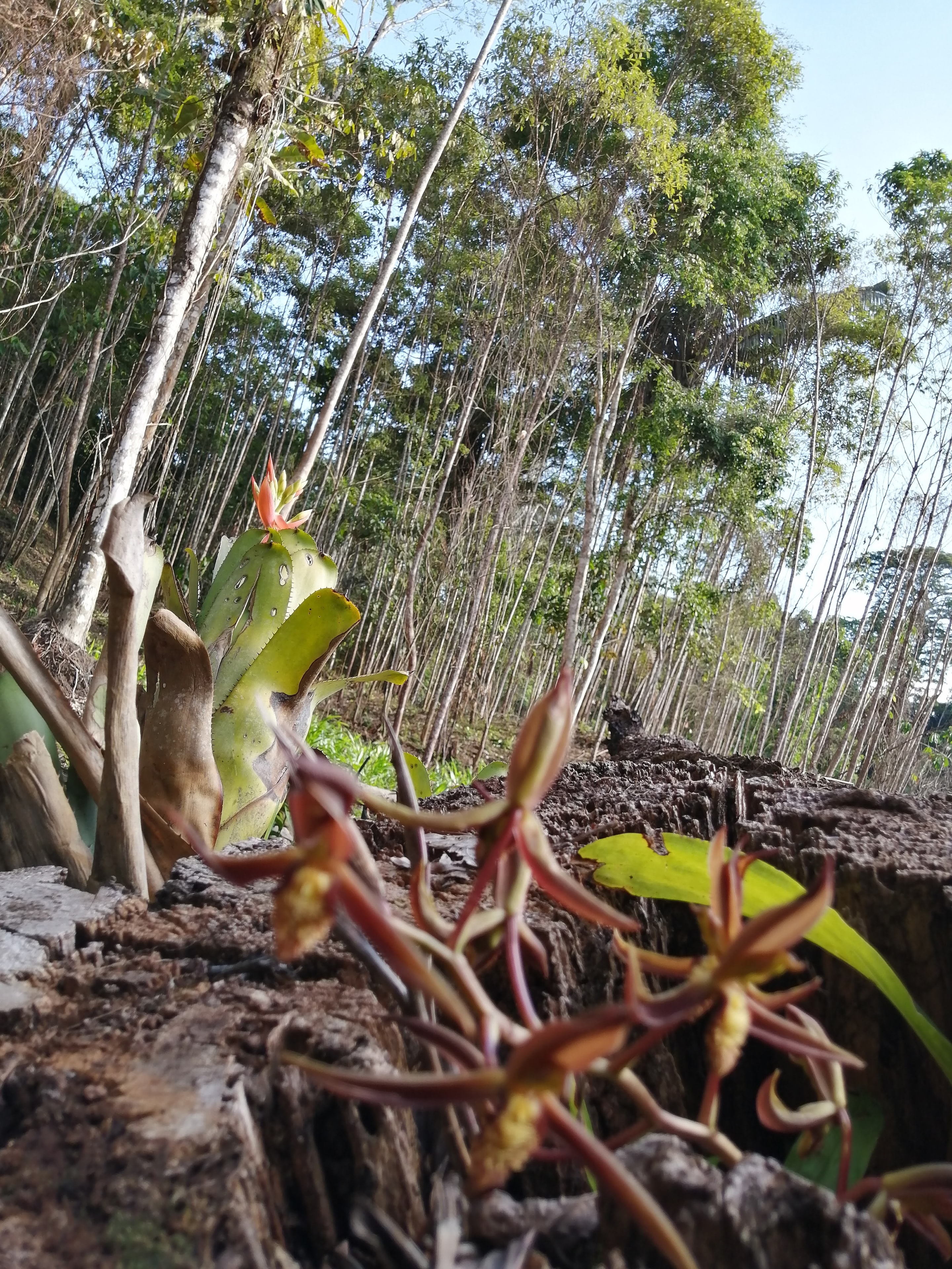 Flora amazónica