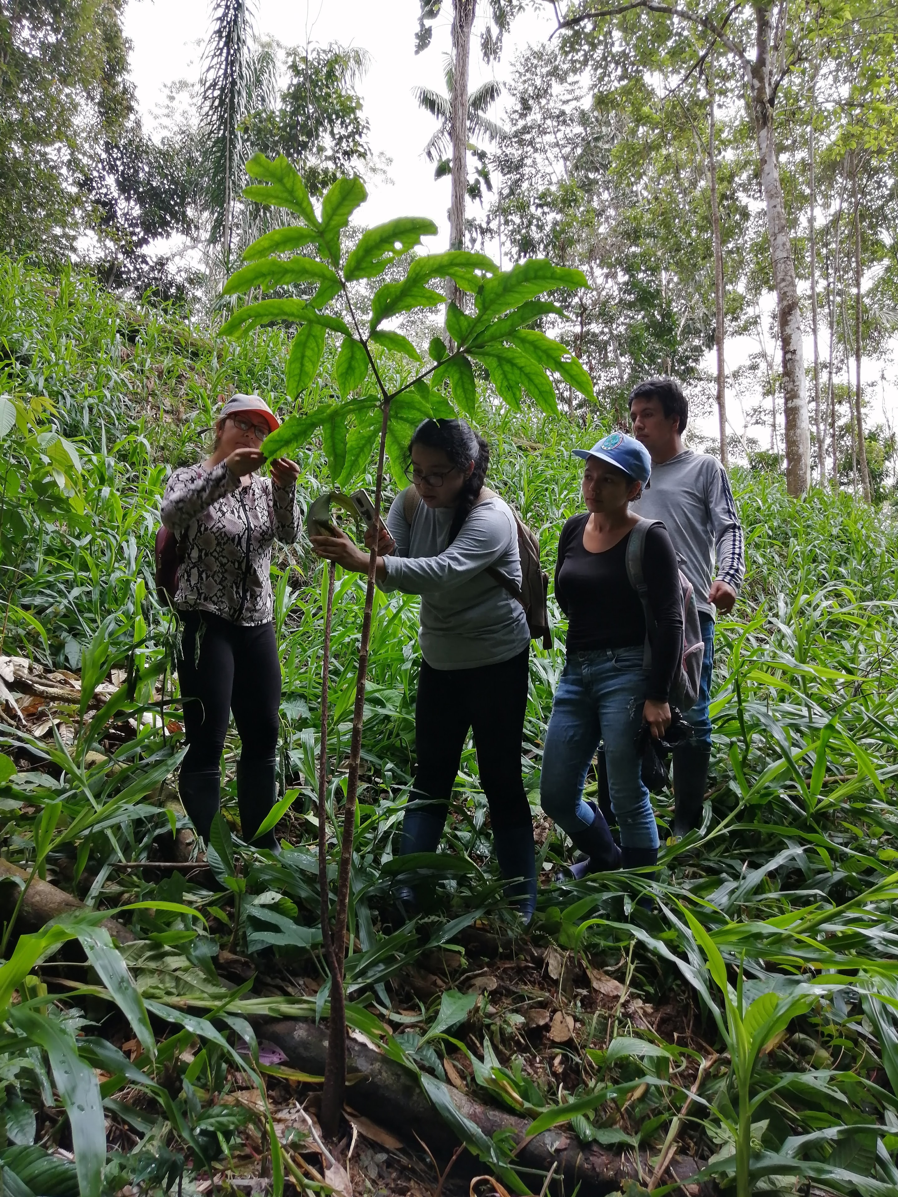 Equipo evaluando árbol